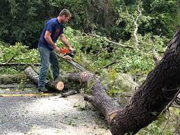 Best Tree Risk Assessment  in Snellville, GA