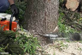 Best Arborist Consultation Services  in Snellville, GA