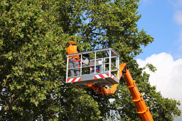 Best Tree Trimming and Pruning  in Snellville, GA