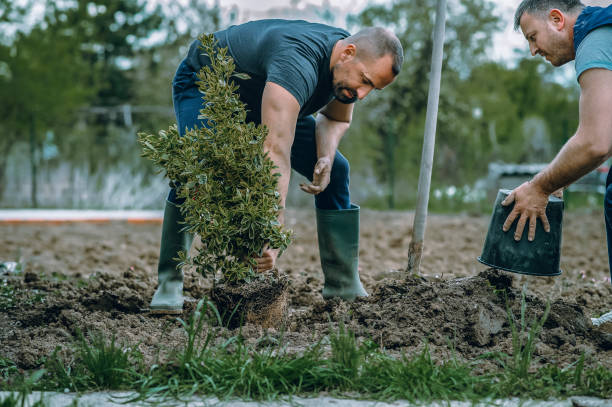 Best Lawn Grading and Leveling  in Snellville, GA