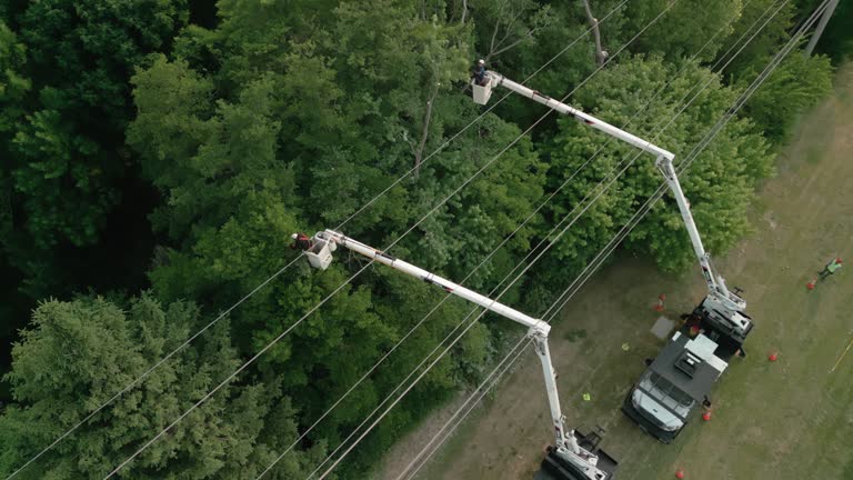 Best Storm Damage Tree Cleanup  in Snellville, GA