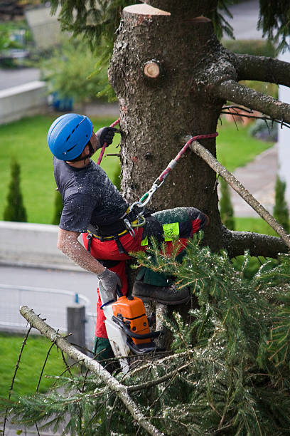 Best Tree Cabling and Bracing  in Snellville, GA