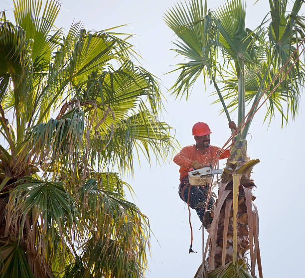 Professional Tree Services in Snellville, GA