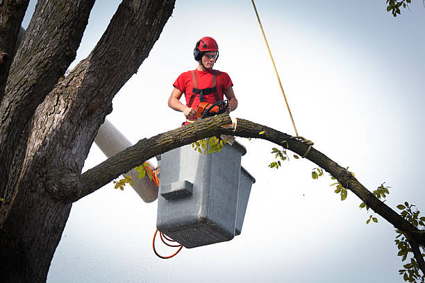 Best Tree Health Inspection  in Snellville, GA